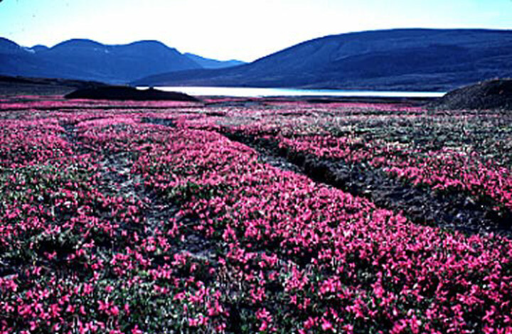 Figure 12: Svendsen Peninsula of Ellesmere Island, Nunavut - This photograph shows a field covered with pink flowers. In the background, there is a lake and rounded top hills.
