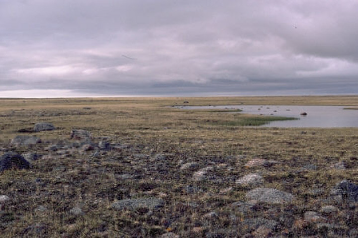 Figure 17: Hall Beach on the Melville Peninsula, Nunavut - This photograph shows an expanse of low, even topography covered by dry herbal vegetation and cobbles. In the foreground there is a pond.