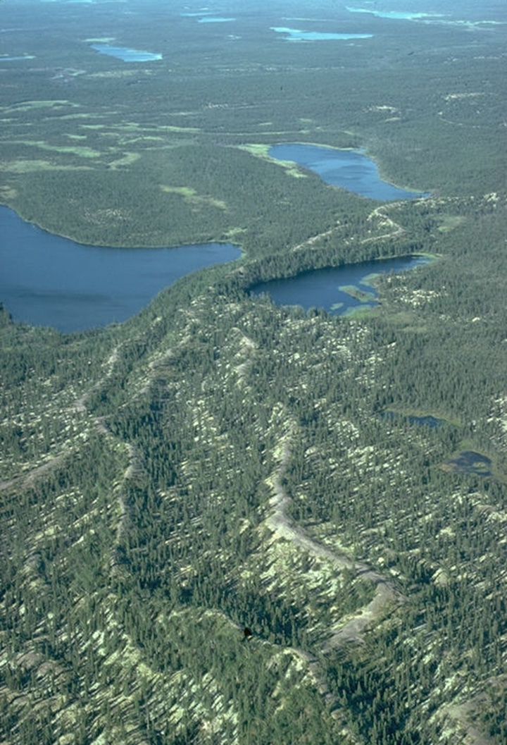 Figure 2: Boreal Forest, Northwestern Manitoba - This photograph shows a flat landscape covered by coniferous trees. In the bottom part of the photograph, there are a series of long narrow ridges going from the bottom of the photo to the middle. From the middle to the top of the photograph, there are no ridge but several lakes of different sizes and shapes.